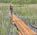 Мостки болотные